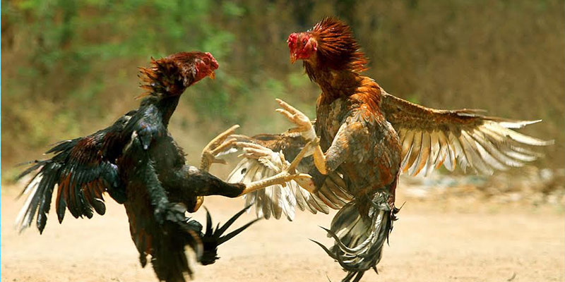 Đá gà cựa dao, đỉnh cao sát thương