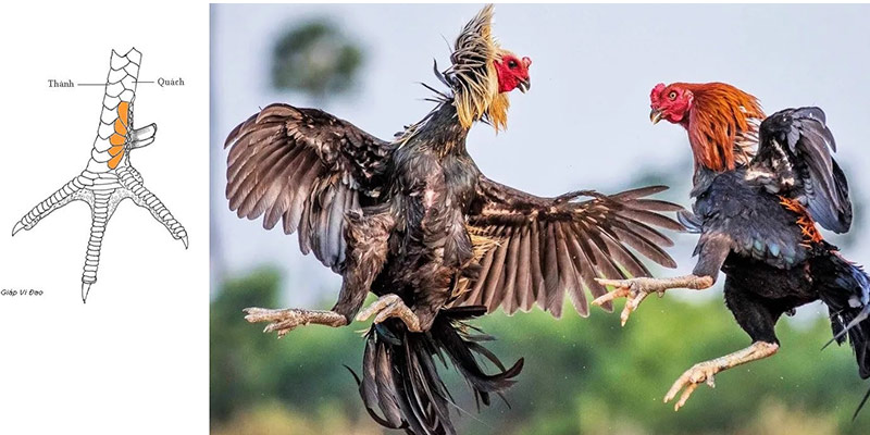 Thể hiện sức bền đi cùng khả năng chịu đòn